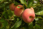 Malus domestica 'Fuji' (ultra-dwarf form)