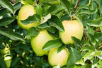 Malus domestica 'Golden Delicious' (ultra-dwarf form)