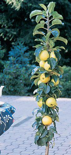 Malus domestica 'Golden Sentinel' (column form)