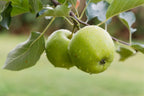 Malus domestica 'Granny Smith'