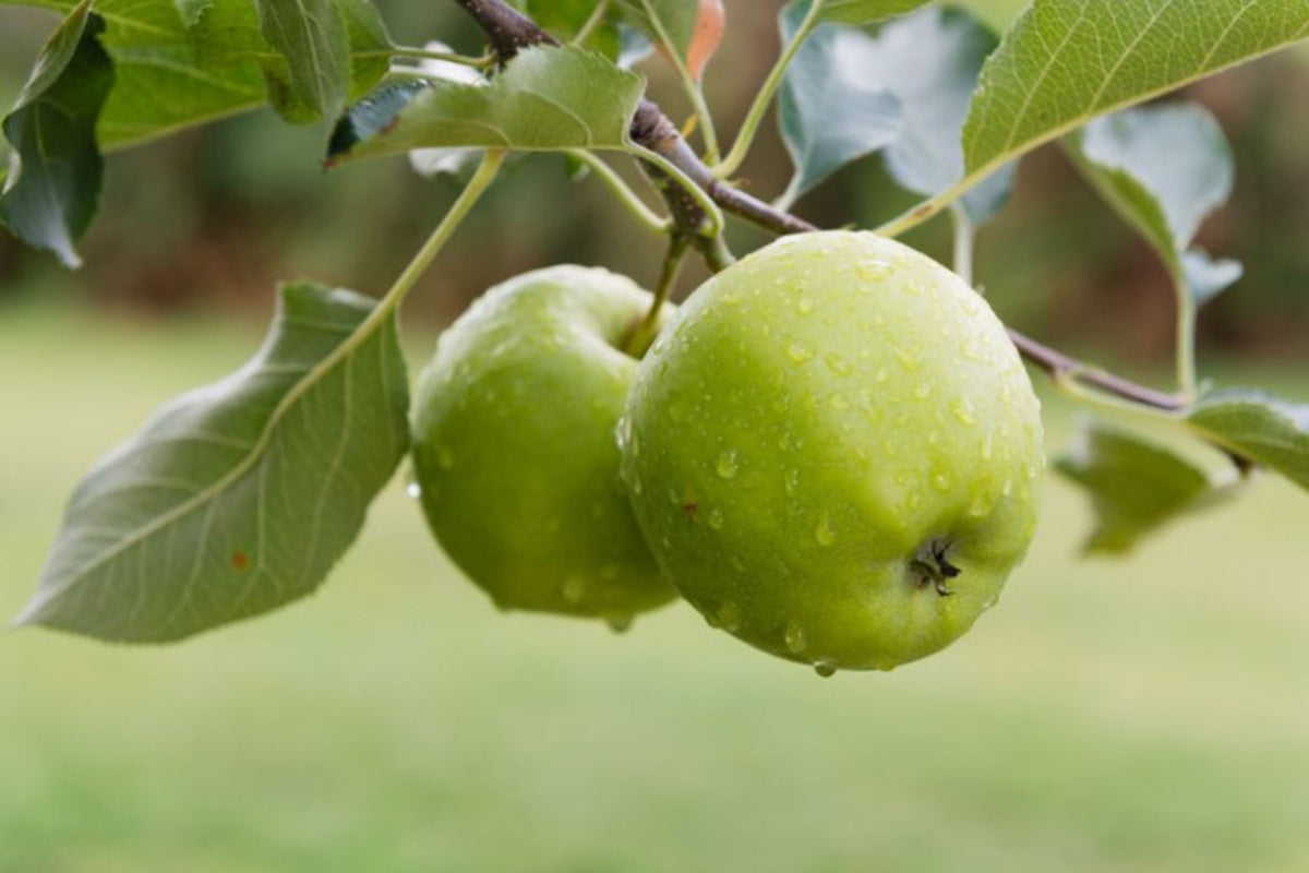 Malus domestica 'Granny Smith'