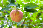 Malus domestica 'Gravenstein'
