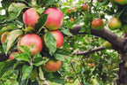 Malus domestica 'Honeycrisp'