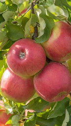 Malus domestica 'Jonagold'