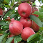 Malus domestica 'Jonathan'