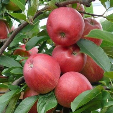 Malus domestica 'Jonathan'