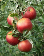 Malus domestica 'Pink Lady'