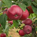 Malus domestica 'Red Delicious'