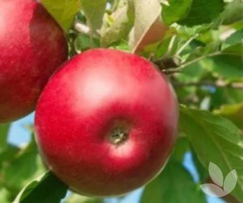 Malus domestica 'Red Fuji'