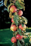 Malus domestica 'Scarlet Sentinel' (columnar form)