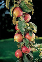 Malus domestica 'Scarlet Sentinel' (columnar form)