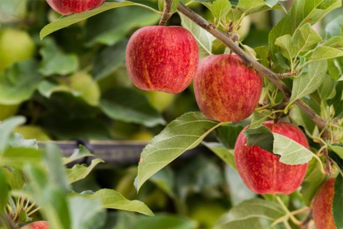 Malus domestica 'Simmons Gala'