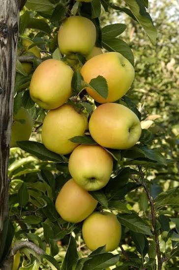 Malus domestica 'Yellow Delicious'