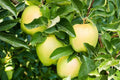 Malus domestica 'Yellow Delicious' (ultra-dwarf form)