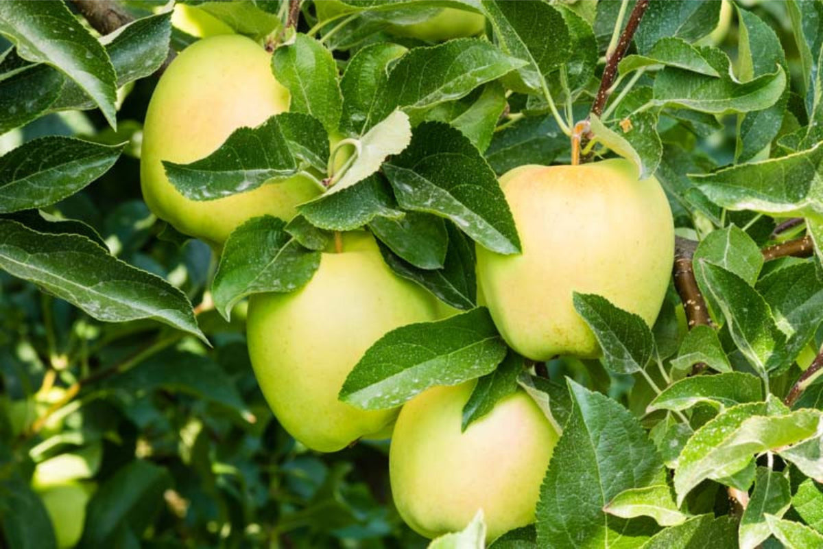 Malus domestica 'Yellow Delicious' (ultra-dwarf form)