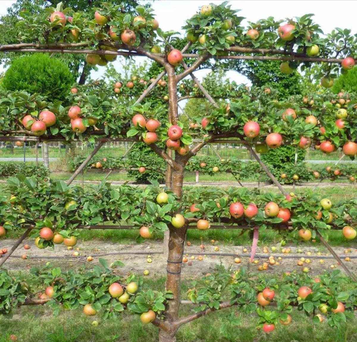 Malus domestica (assorted varieties)