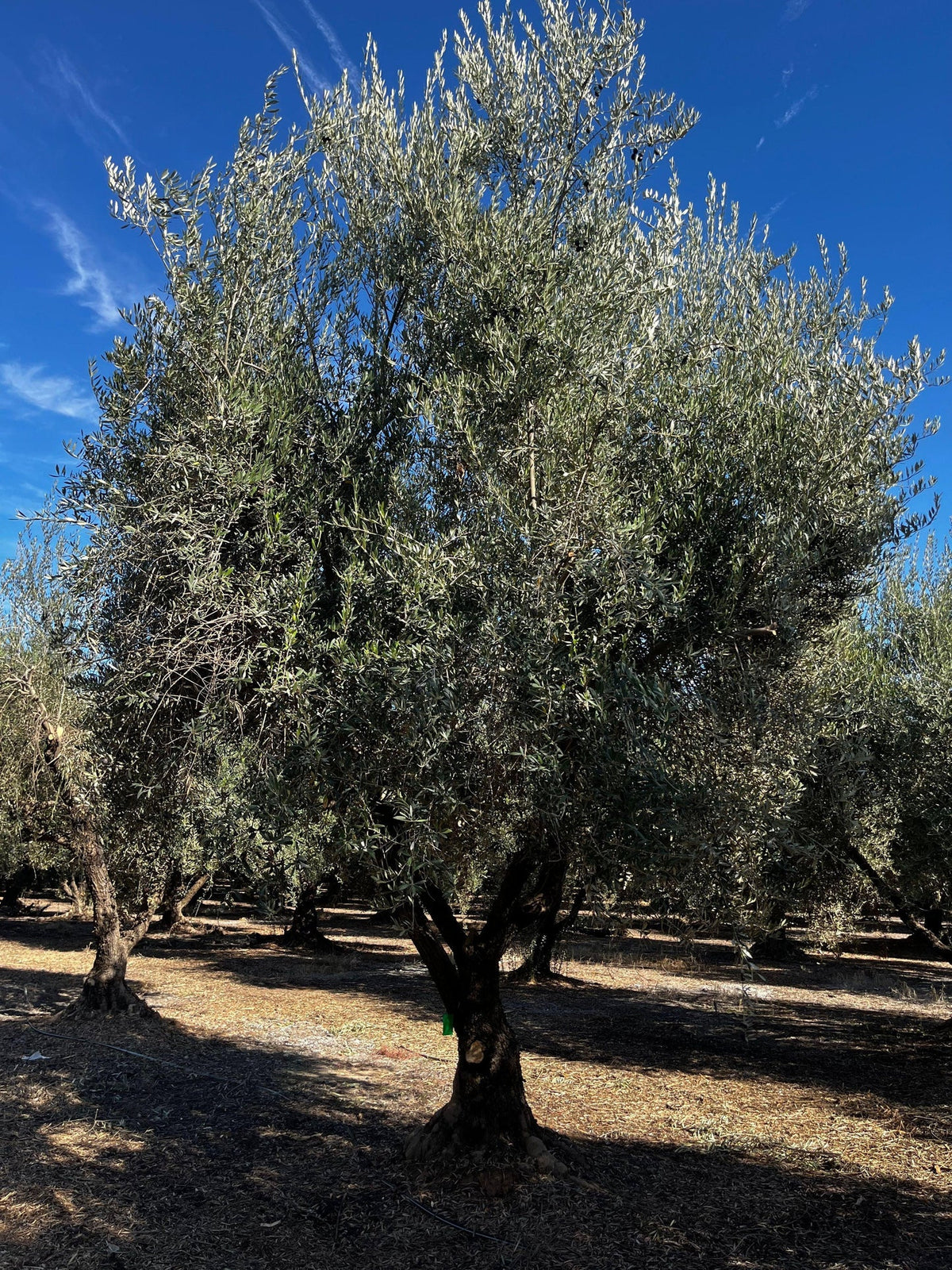 Olea europaea 'Manzanillo' (fruiting, multi-stem form)