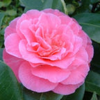 Camellia japonica 'Marie Bracy'
