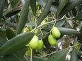 Olea europaea 'Maurino' (multi-stem form)