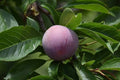Prunus salicina 'Methley'