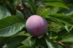 Prunus salicina 'Methley'