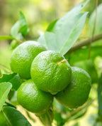 Citrus × aurantiifolia 'Mexican'