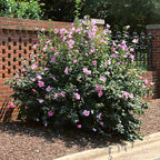 Hibiscus syriacus 'Minerva'