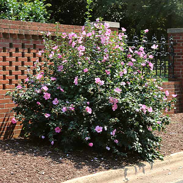 Hibiscus syriacus 'Minerva'