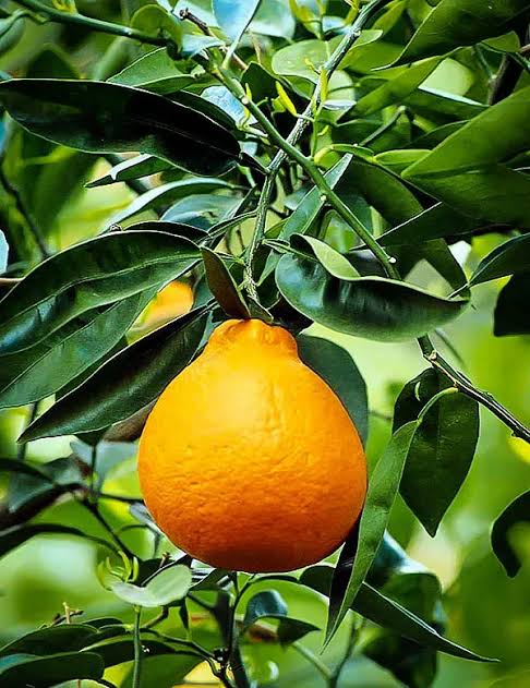 Citrus × tangelo 'Minneola' (decorative form)