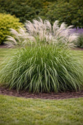 Miscanthus sinensis 'Morning Light'