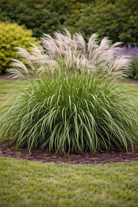 Miscanthus sinensis 'Morning Light'