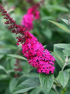 Buddleja davidii 'Miss Molly'