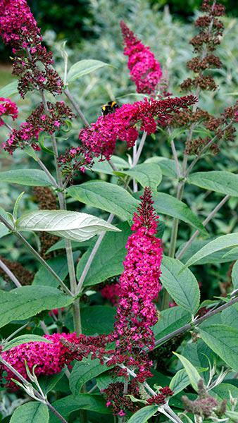 Buddleja davidii 'Miss Ruby'