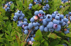 Vaccinium corymbosum 'Misty'