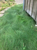 Festuca rubra 'Molate'