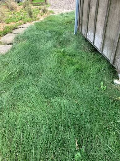 Festuca rubra 'Molate'
