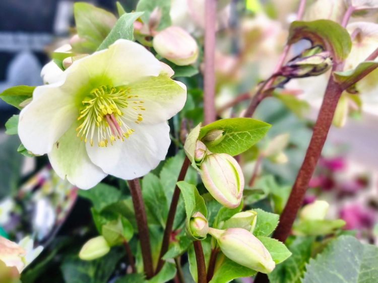 Helleborus × ballardiae 'Frostkiss Molly's White'
