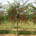 Prunus cerasus 'Montmorency'