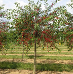 Prunus cerasus 'Montmorency'