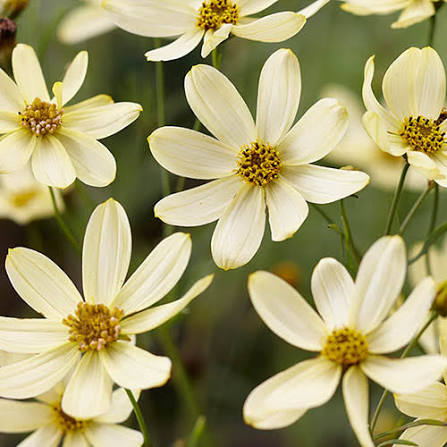 Coreopsis verticillata 'Moonbeam'