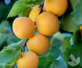 Prunus armeniaca 'Moorpark'
