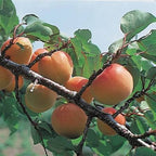 Apricot Moorpark Ulta Dwarf