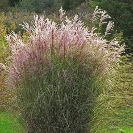 Miscanthus sinensis 'Morning Light'