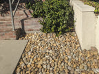 Buff Mexican Beach Pebbles