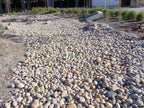 Buff Mexican Beach Pebbles
