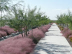 Muhlenbergia capillaris 'Regal Mist'