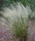 Muhlenbergia capillaris 'White Cloud'