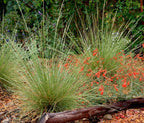 Muhlenbergia dubia