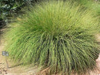 Muhlenbergia rigens