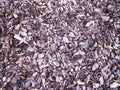 West Coast Pathway Fir Tree Bark